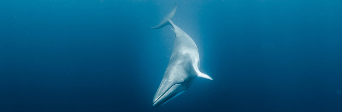 baleine 1200x393 - Un sonar tueur de baleine interdit !