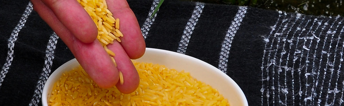Le riz doré, ou le faux miracle des OGM